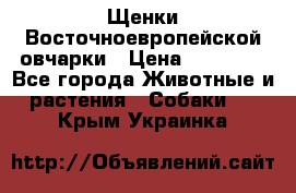 Щенки Восточноевропейской овчарки › Цена ­ 25 000 - Все города Животные и растения » Собаки   . Крым,Украинка